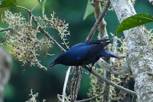 Asian Fairy-bluebird (Irena puella), photo 3