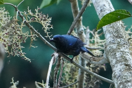 Asian Fairy-bluebird (Irena puella), photo 4