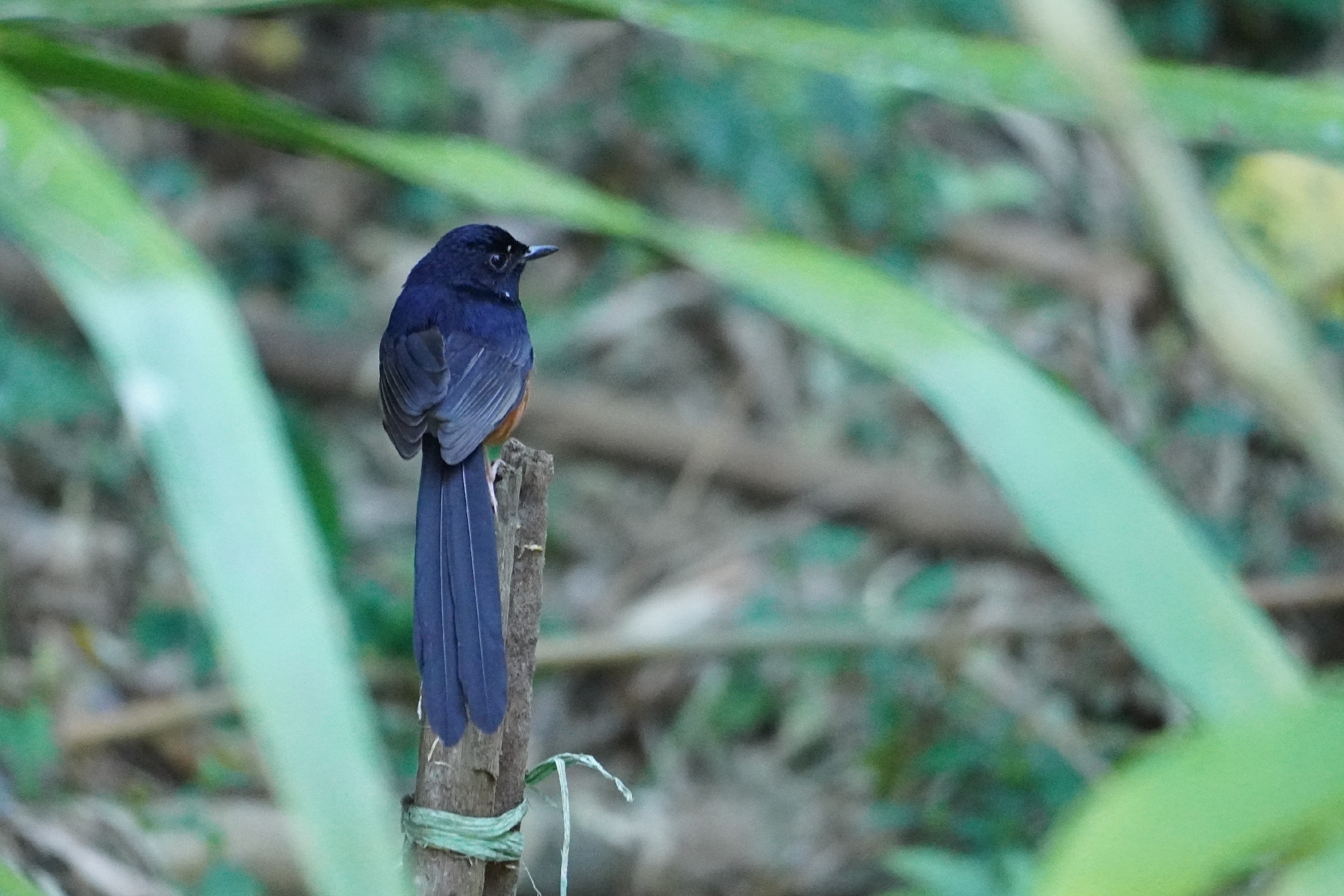 White-rumped Shama (Copsychus malabaricus), photo 10