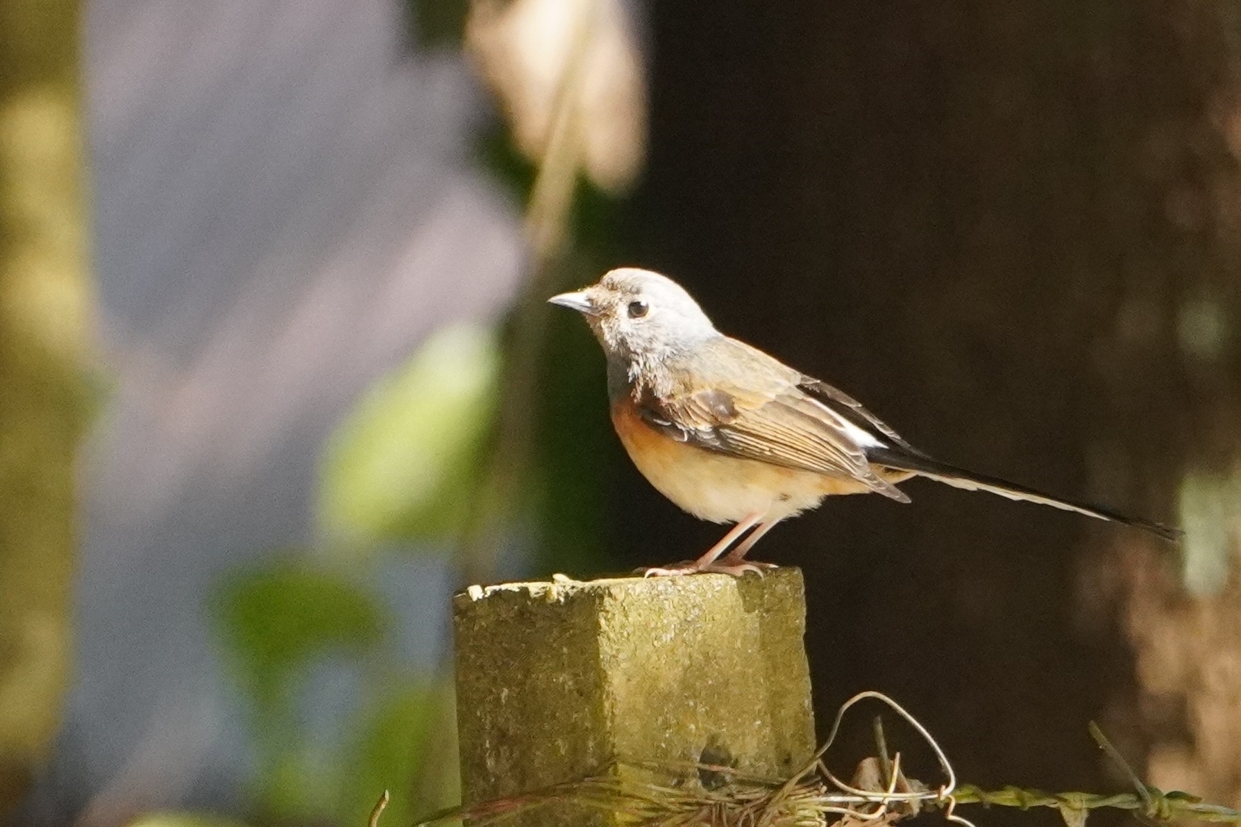 White-rumped Shama (Copsychus malabaricus), photo 4