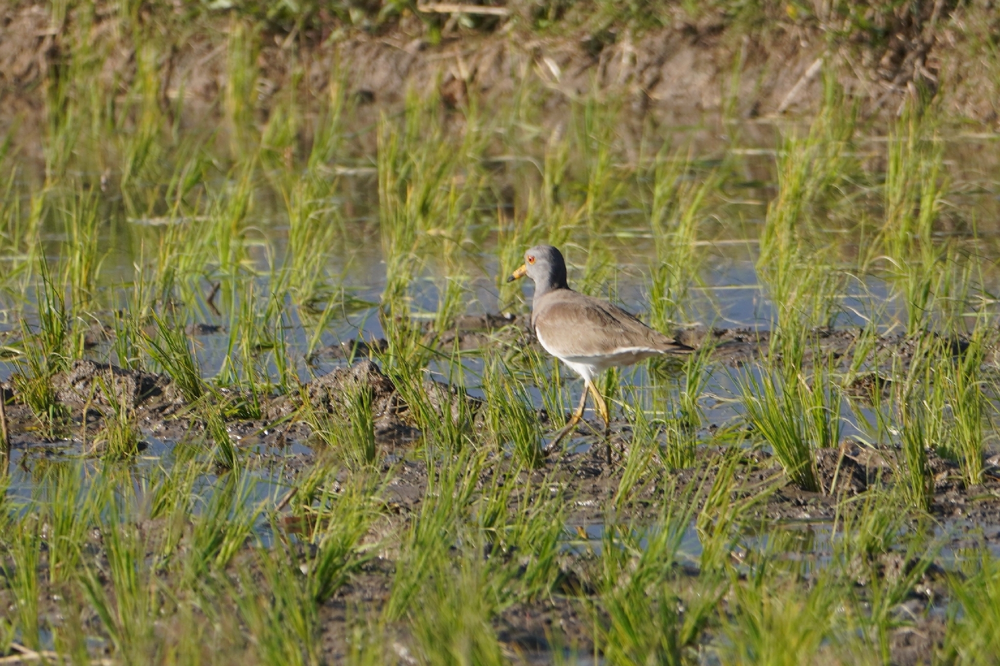 Grey-headed Lapwing (Vanellus cinereus), photo 1