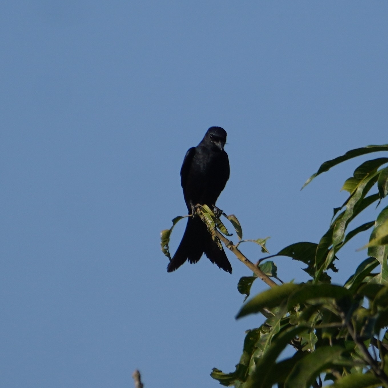 Black Drongo (Dicrurus macrocercus), photo 8