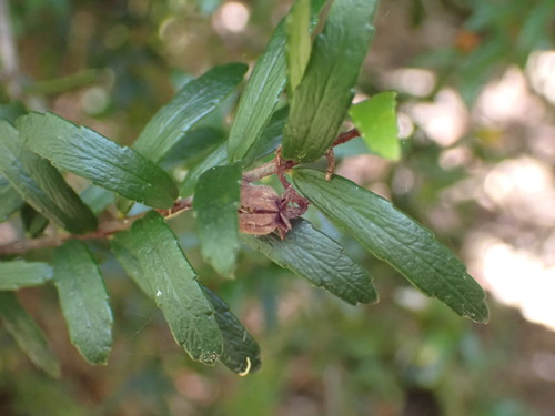 Prionotes cerinthoides, photograph 4