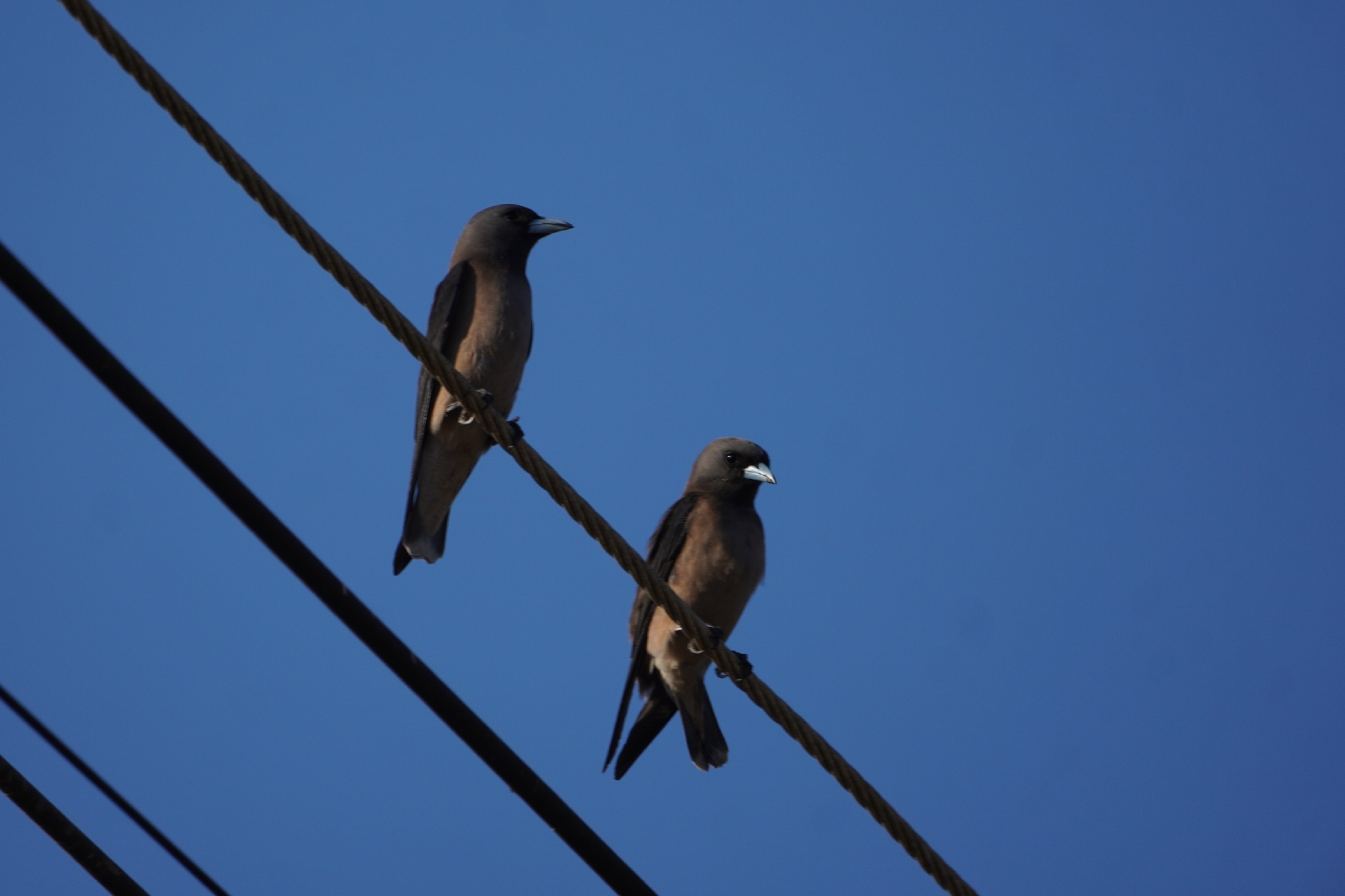 Ashy Woodswallow (Artamus fuscus), photo 4