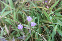 Cyanotis fasciculata