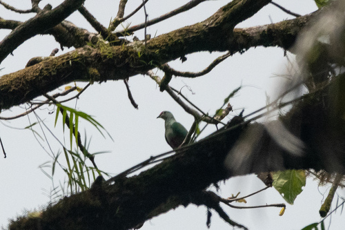 Ptilinopus greyi observed 2025-10-27