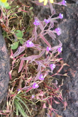 Cyanotis fasciculata