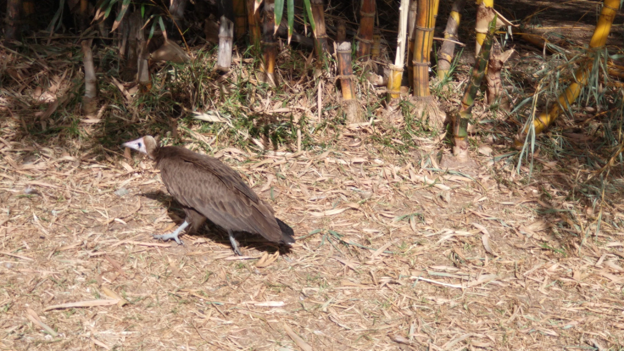 Hooded Vulture (Necrosyrtes monachus), photo 1