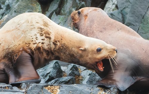 Steller Sea Lion