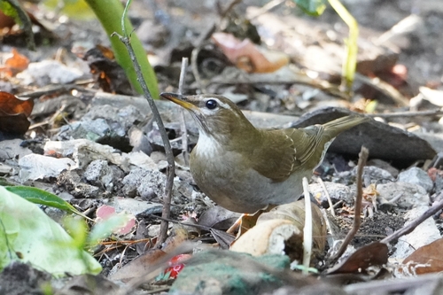 Grey-sided Thrush (Turdus feae), photo 5