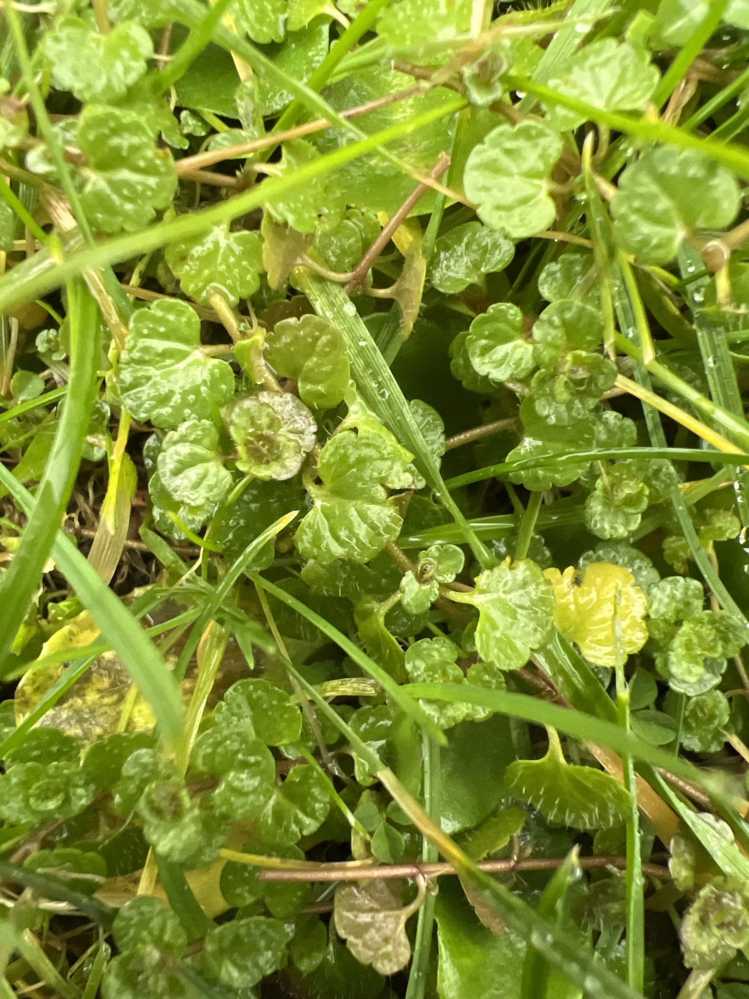 Slender speedwell