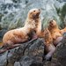 Steller Sea Lion - Photo (c) Vyacheslav Luzanov, some rights reserved (CC BY-NC), uploaded by Vyacheslav Luzanov