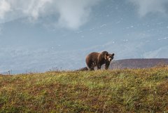 Ursus arctos beringianus