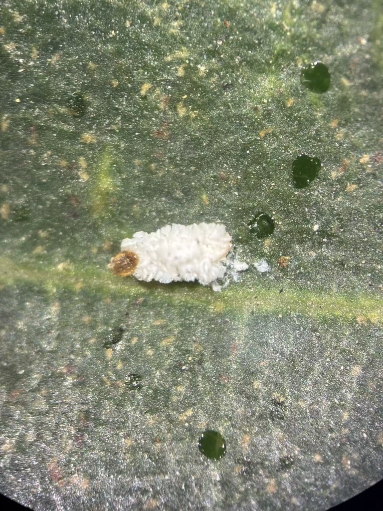 Thysanofiorinia