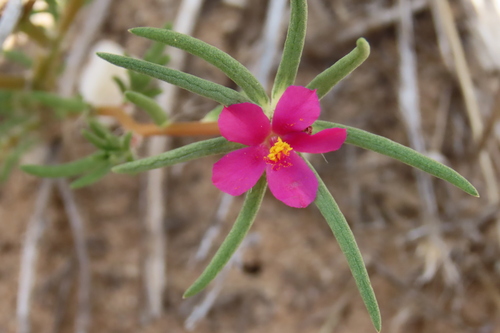 Portulaca kermesina