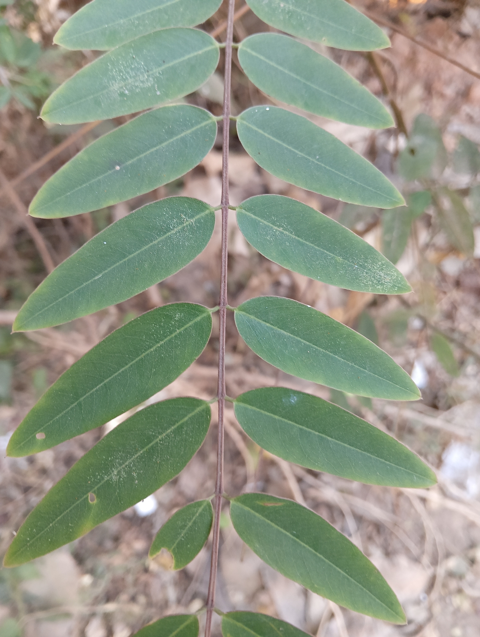 Cassia tree