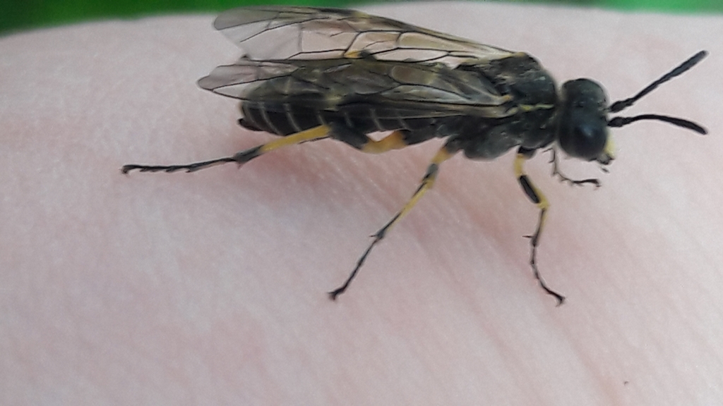 Tenthredo limbalis