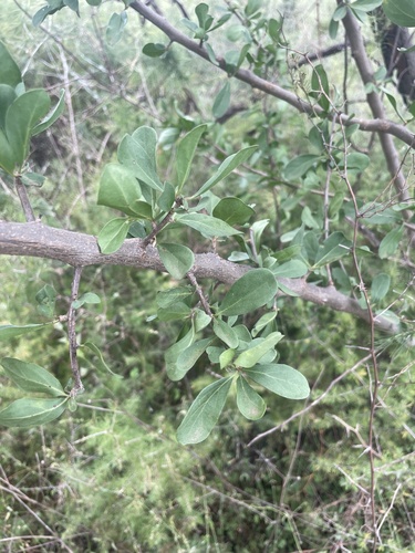 Puzzle Bush