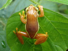 Hyperolius igbettensis