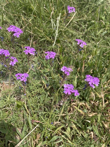 South American mock vervain