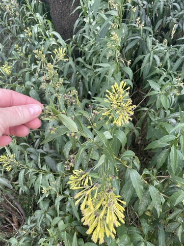 green cestrum