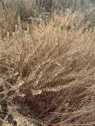 African Pepperwort