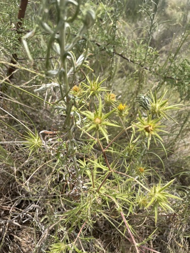 Lobed African Thistle
