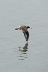 Actitis hypoleucos