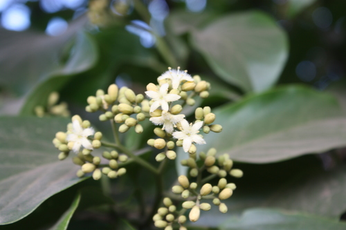 Icacinaceae