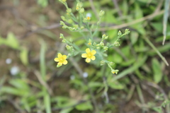 Linum mysorense