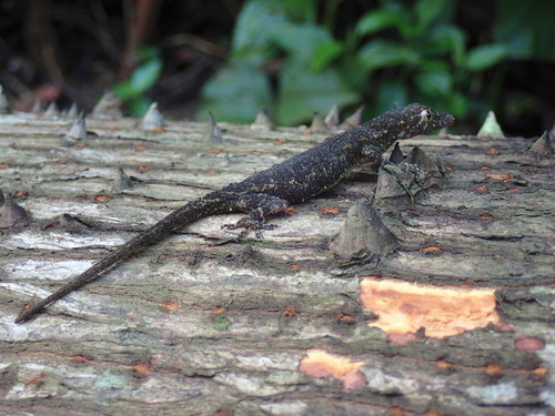 Guinea Leaf-toed Gecko, Hemidactylus muriceus