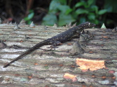 Hemidactylus muriceus