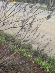 Vitex agnus-castus