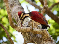 Red-Backed Flameback