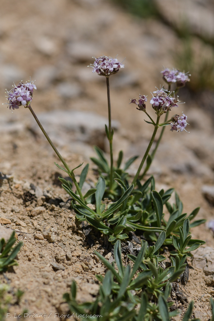 Valeriana saliunca