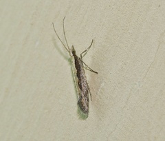 Plutella xylostella