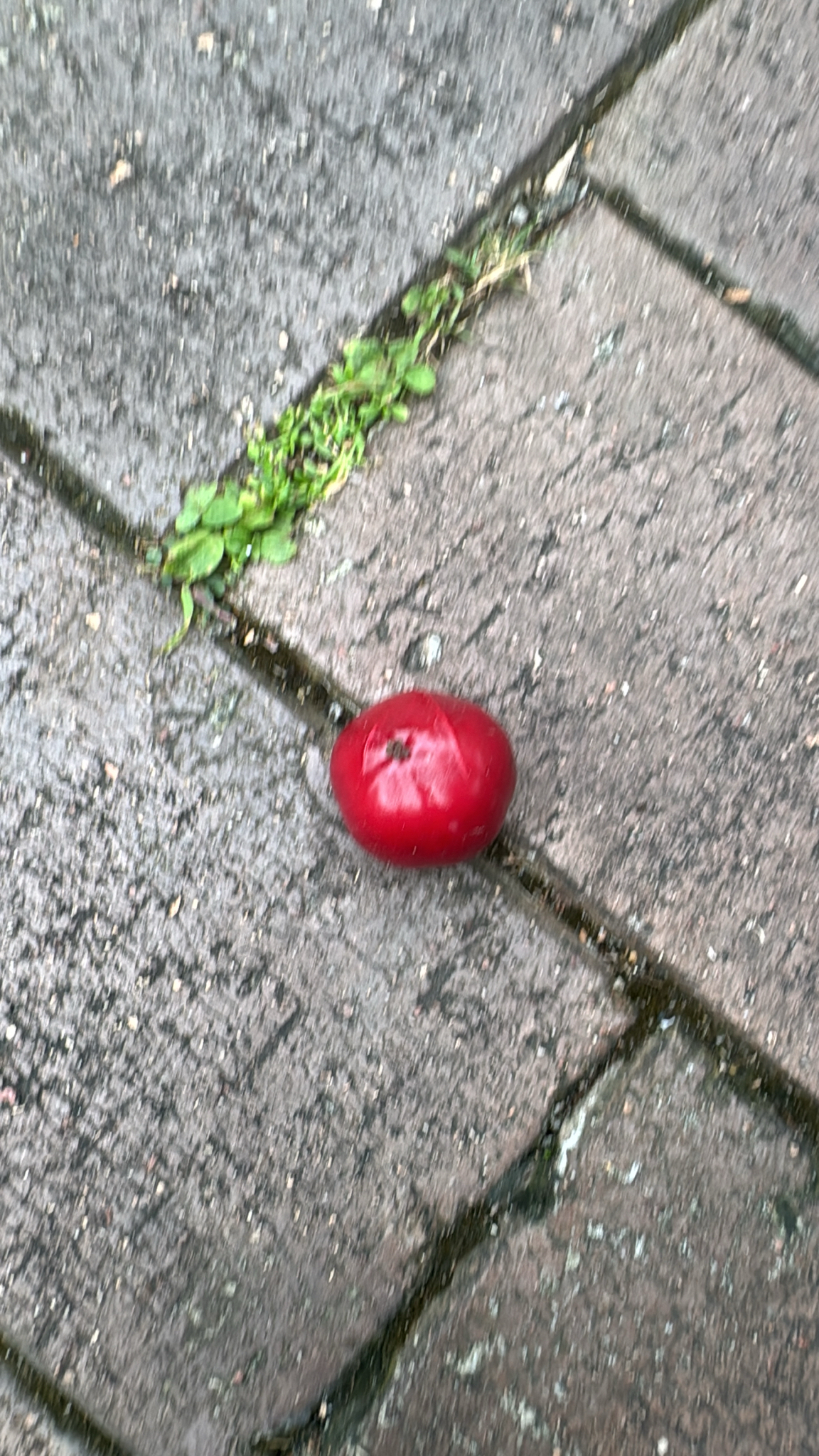 Batoko plum