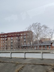 Platanus occidentalis