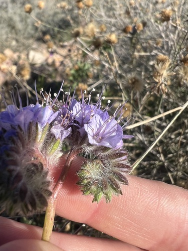 Phacelia tanacetifolia