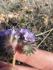 Phacelia tanacetifolia