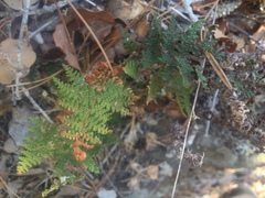 Myriopteris clevelandii