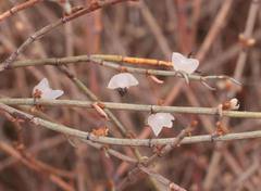 Muehlenbeckia ephedroides