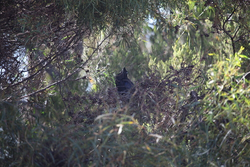 Australian Raven (Corvus coronoides), photo 5