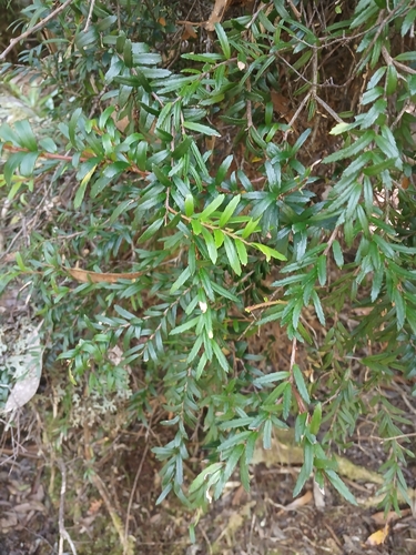 Prionotes cerinthoides, photograph 1