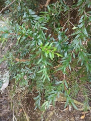 Prionotes cerinthoides