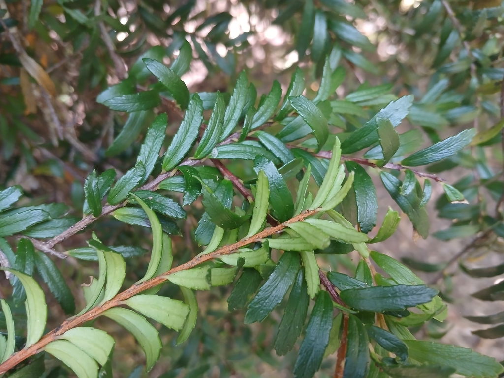 Prionotes cerinthoides; photograph (c) Leon Perrie, some rights reserved (CC BY)