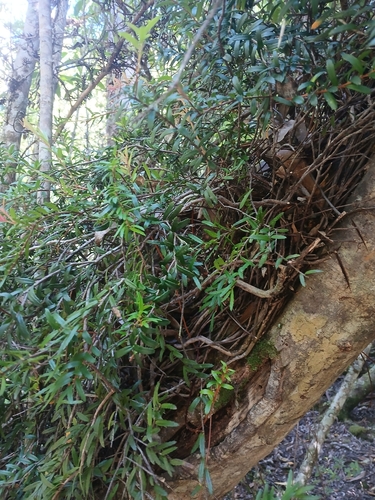 Prionotes cerinthoides, photograph 2