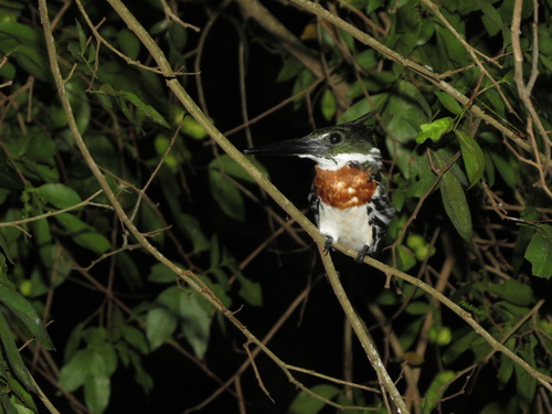 Amazon Kingfisher (Chloroceryle amazona), photo 6