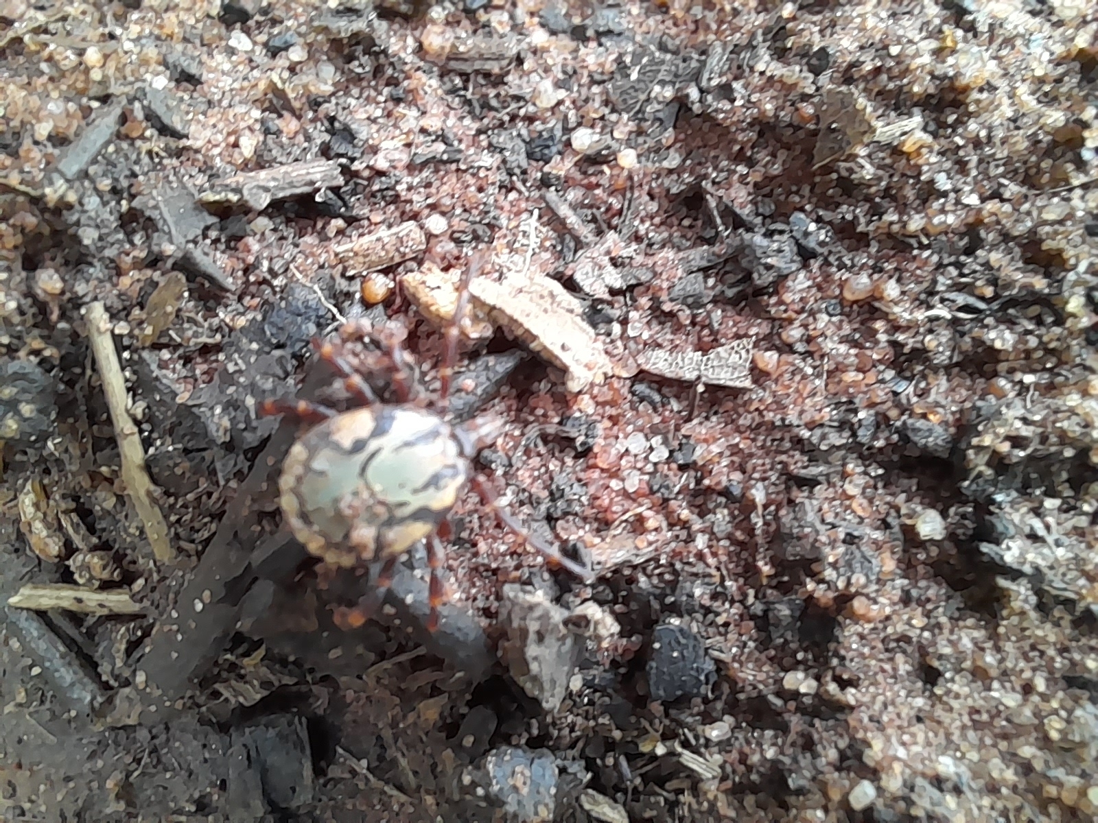 Amblyomma hebraeum Koch, 1844