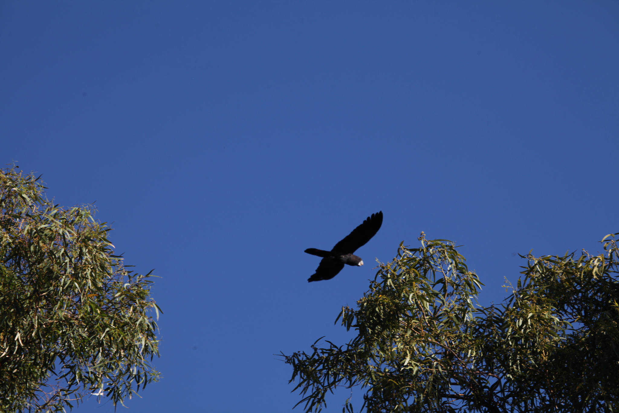 Red-tailed Black Cockatoo (Calyptorhynchus banksii), photo 1